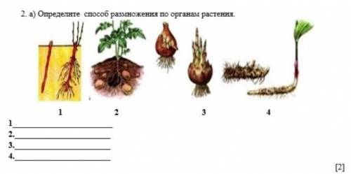 2. а) Определите размножения по органам растения. 1 2 3 4 ​