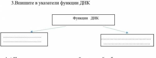 Впишите в указатели функции ДНК ​