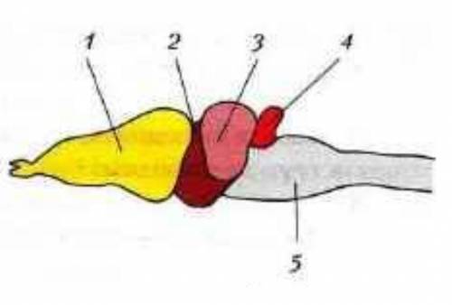 1. Отметь, какую функцию у лягушки выполняет отдел головного мозга, обозначенный цифрой 4. Выбери ве