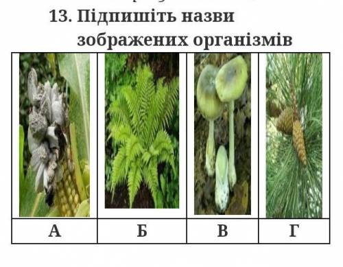 1.Частина квітки, у якій відбувається запліднення? А) оцвітина В) квітоніжкаБ) маточка Г) квітоложе