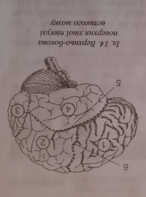 4. Підпишіть частки та борозни великого мозку,позначені цифрами на іл. 14:​