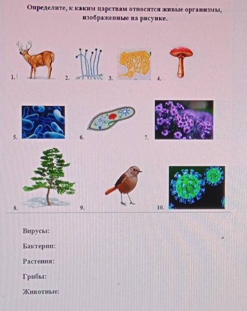 Определите к каким царствам относятся о организмы ВирусыБактерииРастения ГрибыЖивотныеВсе на фоточке