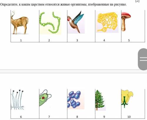 Определите, к каким царствам относятся живые организмы, изображенные на рисунке. Бактерии Протисты Г