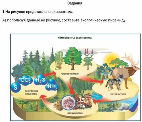 1.На рисунке представлена экосистема. А) Используя данные на рисунке, составьте экологическую пирами