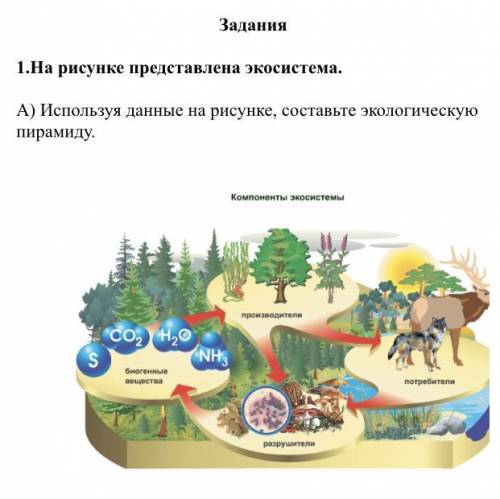 А) Используя данные на рисунке, составьте экологическую пирамиду.