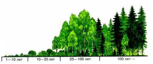 . Объясните причины смены экосистем, изображенных на рисунке А Б В Г