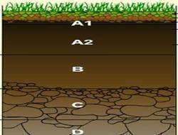 Определите типы почвы степной зоны. А1- А2- средний слой В-нижний слой С- D-подстилающий слой