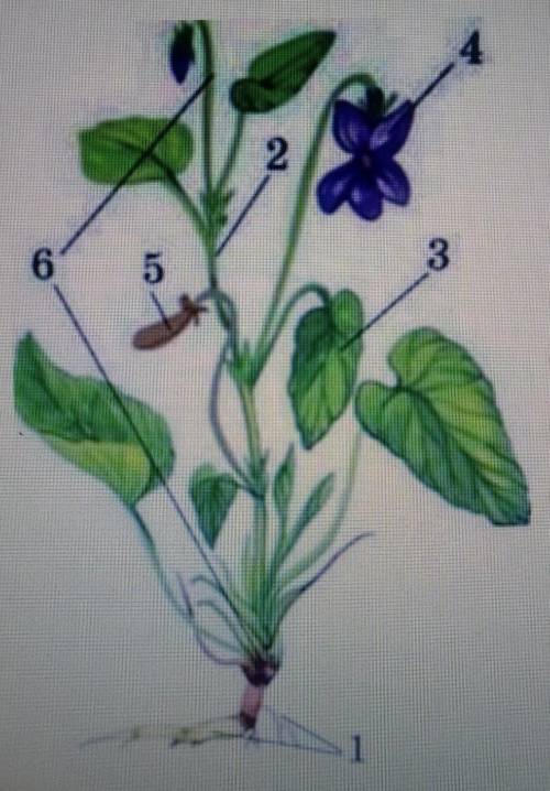 Будова квіткової рослини зробіть відповідні цифрові позначення на малюнку​