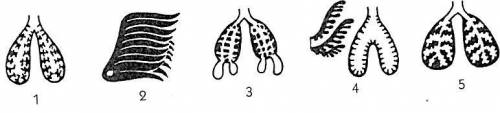 Распределите органы дыхания, используя рисунок, в соответствии с их принадлежностью к систематически