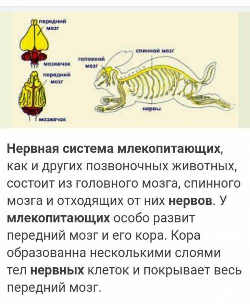 Строение кровеносной системы млекопитающих? ​