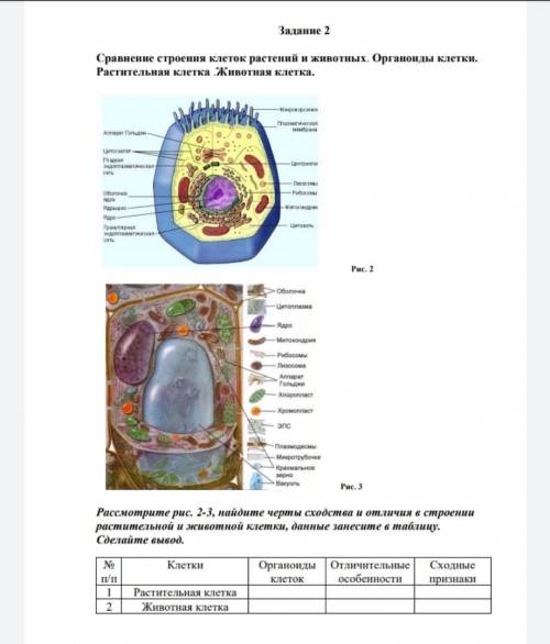 Cравнить живую и растительную клетку.