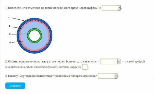 нужно! зад.11.энтодерма2.эктодерма3.мезодерма.зад.21.отсутствует 2.вторичная3.первичная зад.31.кругл