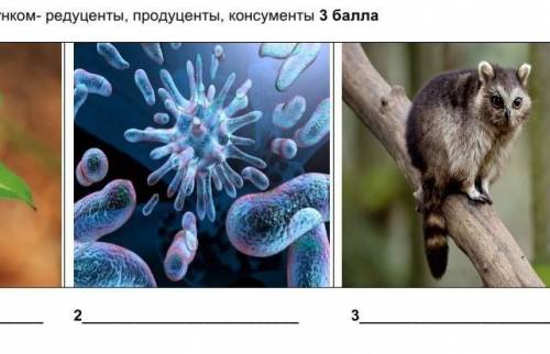 2. Подпиши под каждым рисунком- редуценты, продуценты, консументы 2 ​