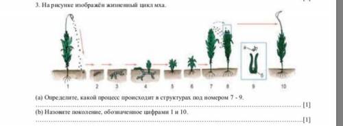 3. На рисунке изображён жизненный цикл мха. [2] (a) Определите, какой процесс происходит в структ