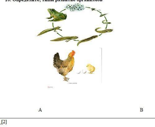 10. Определите, типы развитие организмов А В[