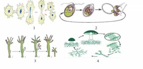 На рисунках представлены виды размножения организмов различными . Заполните таблицу, указав названия