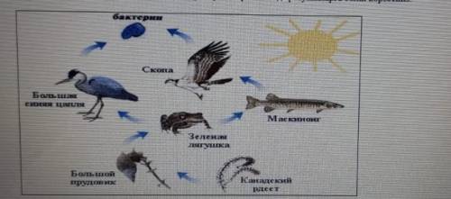 2. Суреттегі берілген ағзаларды түзушілер , тұтынушылар және ыдыратушыларға бөліп керсетіңіз : Түзуш