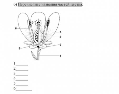 Перечислите названия частей цветка: