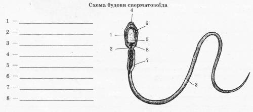 Схема будови сперматозоїда Знайдіть: головку, шийку, хвіст, акросому, ядро, цитоплазму, центріолі, м