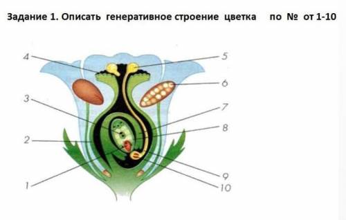 Задание 1. Описать генеративное строение цветка по № от 1-10 4б​