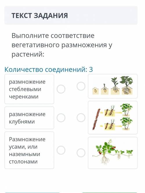 Выполните соответствие вегетативного размножения у растений: количество соединений: 3 размножение ст