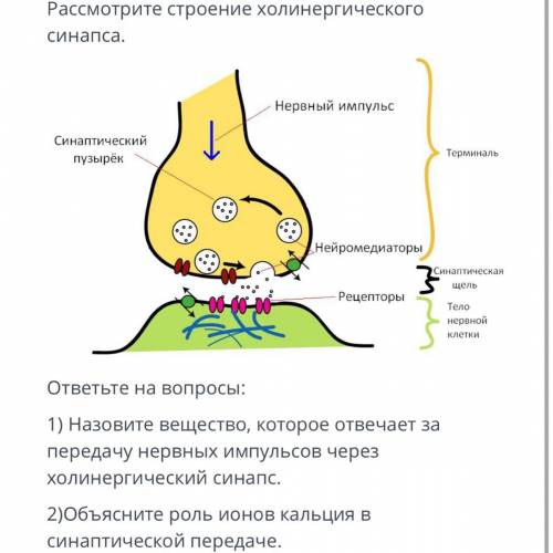 Рассмотрите строение холинергического синапса. Нервный импульс Синаптический Терминаль пузырёк Нейро