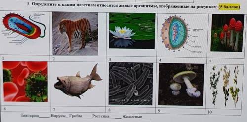 Определите царства по данным картинкам ​