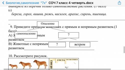 3.Опишите особенности и функции молекулы ДНК. ( ) ДНК Особенности Функции 4. У морской свинки в клет