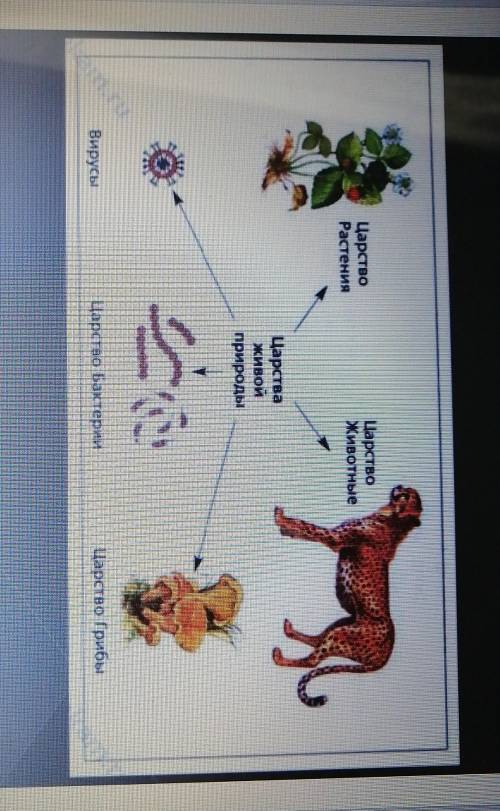 В соответствии с картинкой царств живых организмов, также по их названиям, определить верный порядок