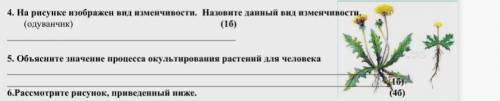 4 На рисунке изображен вид изменчивости. Назовите данный вид изменчивости. (одуванчик) (1б) 5 Объяс