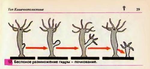 выберите животное ,у которого одним из размножения является почкование а ) собака;б) амёба;в)гидра ;