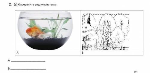 (а) Определите вид экосистемы.​