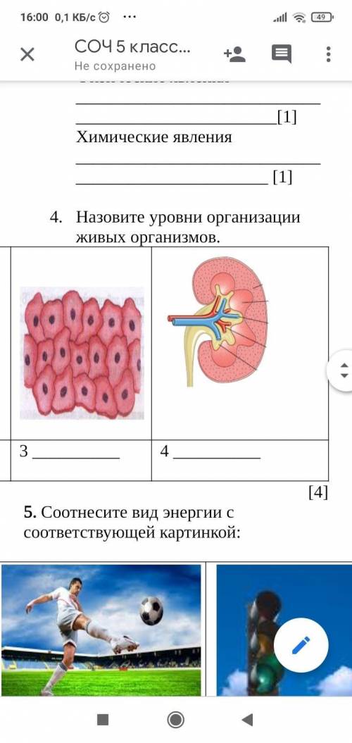 Назовите уровни организации живых организмов.