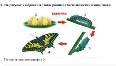 На рисунке изображены этапы развития безпозвоночного животного​