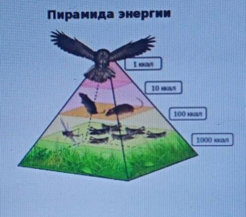 Объясните переход энергии в экологической пирамиде​