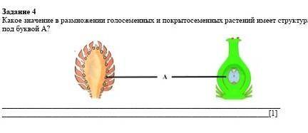 Какое значение в размножении голосеменных и покрытосеменных растений имеет структура под буквой А ?​