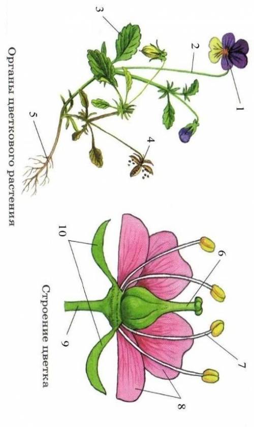 Рассмотрите изображение. Укажите какими цифрами обозначеныВегетативные органы Генеративные органы ​