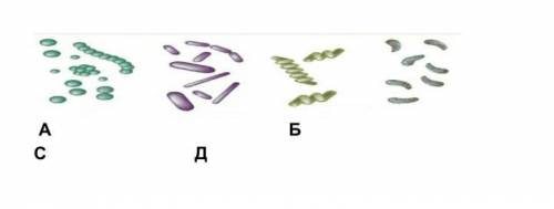 Задание 8 На рисунке показаны различные формы бактерий. ( ). Определите, какой буквой обозначены кок
