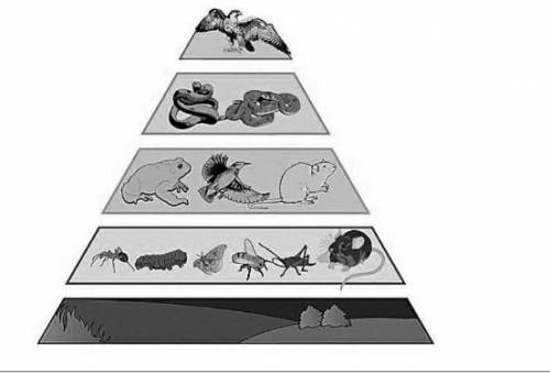Назовите трофические уровни этой пирамиды  ​