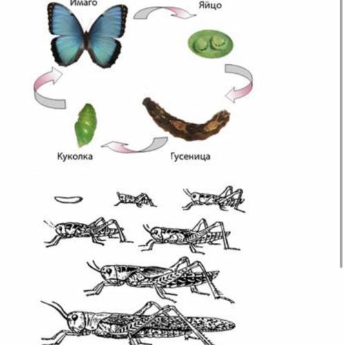 Определите какие типы развития организма показаны на рисунке. Какой тип развития у бабочки и у саран