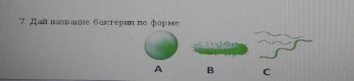 7. Дай название бактерии по форме:​