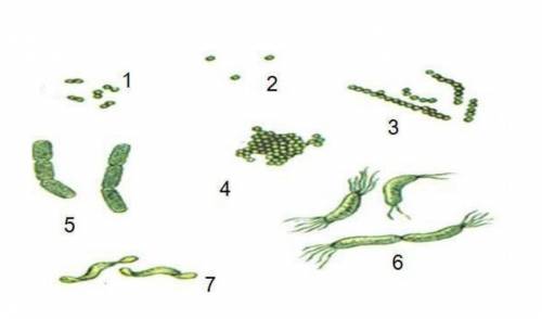 Определите виды микроорганизмов, обозначенные цифрами 1-7, записав их названия.Выделяют четыре основ