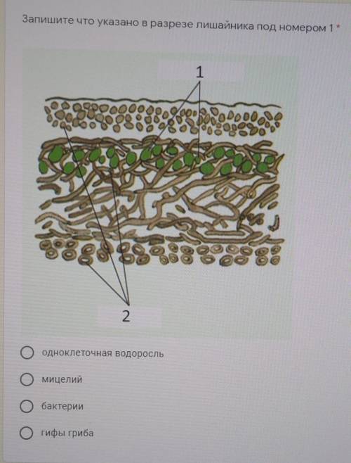 Ставлю 1) Запишите что указано в разрезе лишайника под номером 2: одноклеточная водоросоль; бактерии