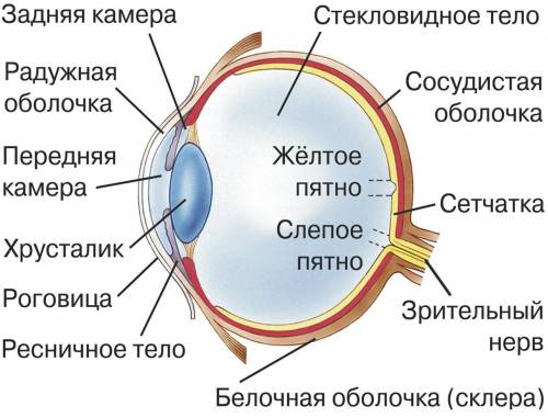 Нарисуйте оптический глаз 1. что такое глаз ( определение ) 2. как глаз устроен ( рисунок + указание