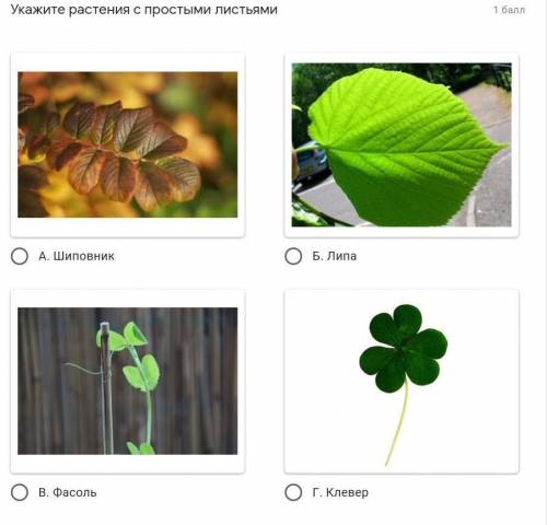 Укажите растения с простыми листьями ​