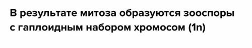 Какой хромосомный набор имеют клетки взрослой хлореллы?