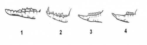 Установите соответствие между строением челюсти и названием животного, которому она принадлежит 1 2