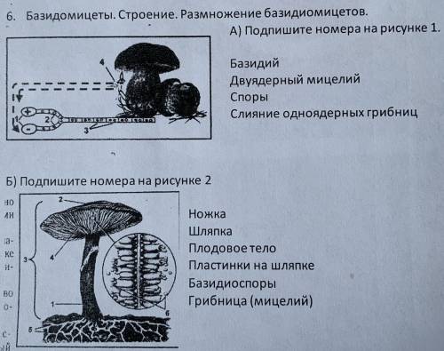 Базидомицеты.строение. размножение. Базидомицетов