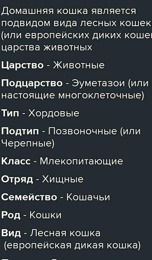 Какой вид,род,семество,отряд,класс,подтип,тип,царство у британской кошки?​