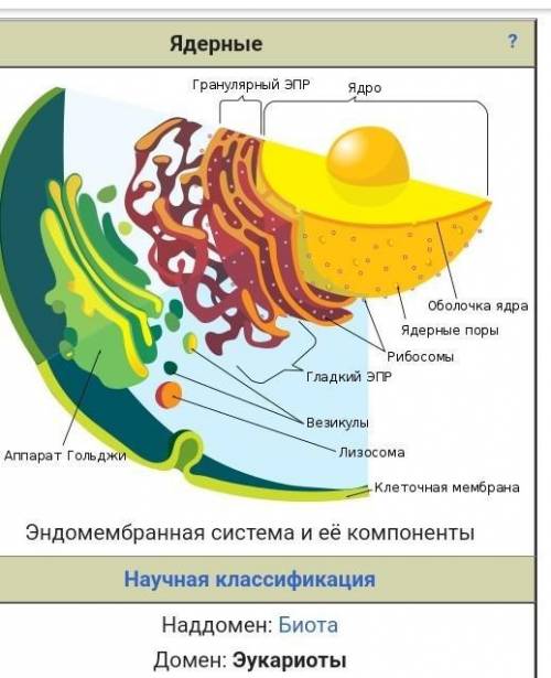 Таблица про эукариот функции, место нахождения в клетке, структура.​